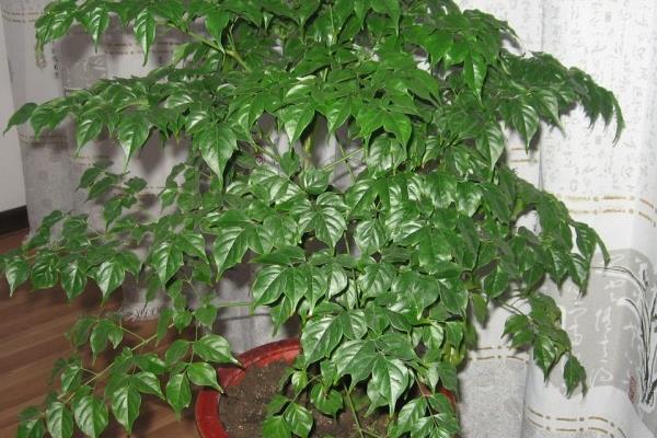 幸福樹葉子卷曲下垂怎么辦 幸福樹葉子發黃掉葉子的解決方法