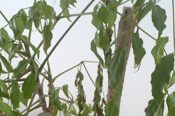 幸福樹葉子卷曲下垂怎么辦 幸福樹葉子發黃掉葉子的解決方法