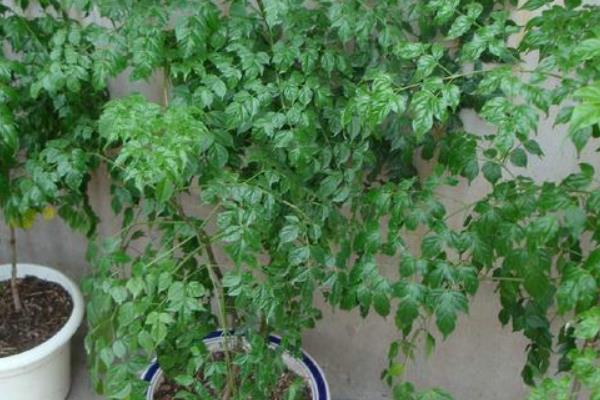 幸福樹葉子卷曲下垂怎么辦 幸福樹葉子發黃掉葉子的解決方法