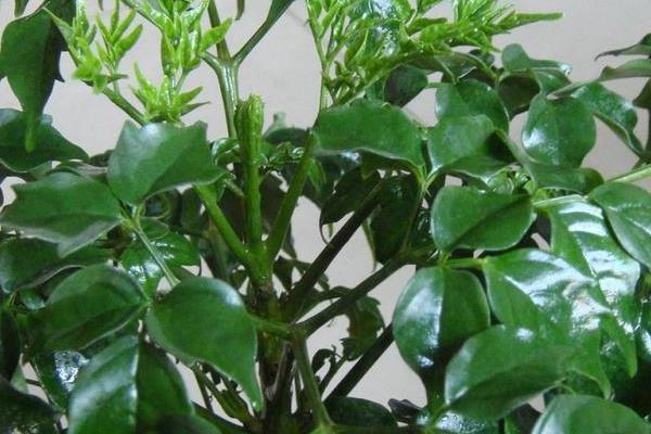 幸福樹葉子卷曲下垂怎么辦 幸福樹葉子發黃掉葉子的解決方法