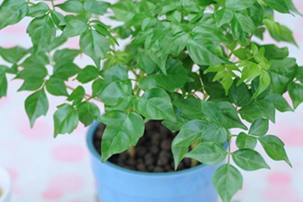 幸福樹葉子卷曲下垂怎么辦 幸福樹葉子發黃掉葉子的解決方法