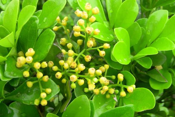 米蘭花市場價格多少錢一盆  米蘭花的養殖的方法