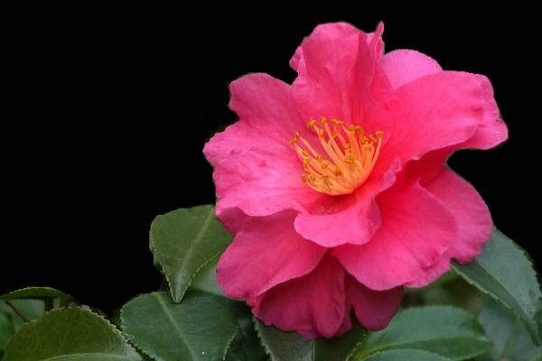 茶梅什么時候開花 茶梅花期是幾月