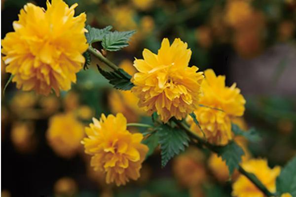 棣棠花繁殖方法 棣棠花怎么修剪枝葉