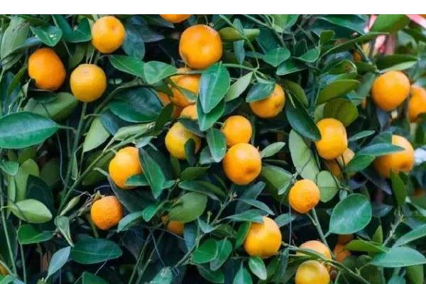 金桔樹掉葉子怎么辦 金桔葉子發黃的原因及解決方法