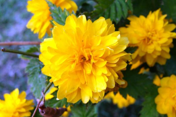 棣棠花繁殖方法 棣棠花怎么修剪枝葉