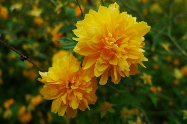 棣棠花繁殖方法 棣棠花怎么修剪枝葉