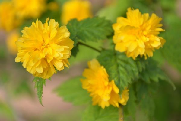 棣棠花繁殖方法 棣棠花怎么修剪枝葉