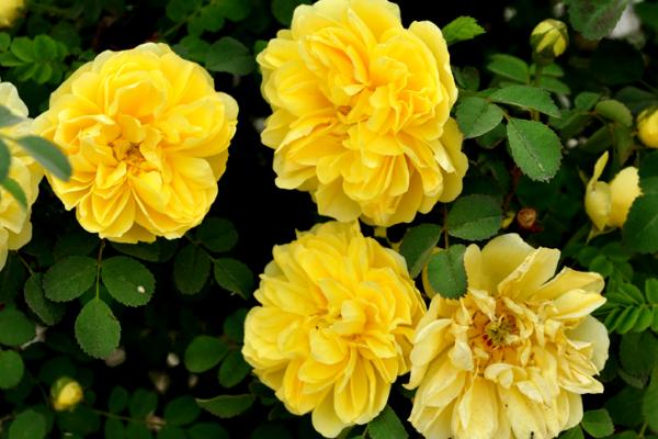 黃刺玫什么時(shí)候開(kāi)花 黃刺玫花期是幾月