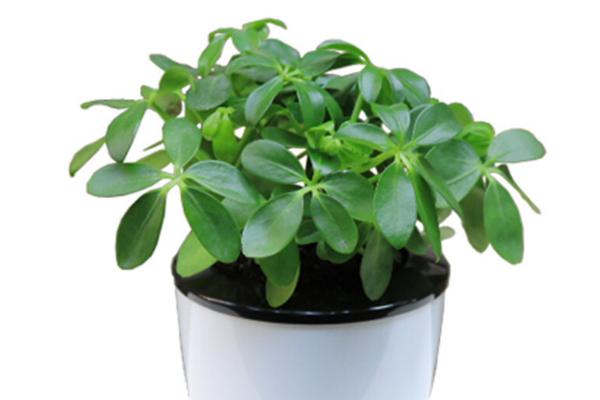 鴨腳木怎么修剪枝葉 鴨腳木葉子發黑的原因