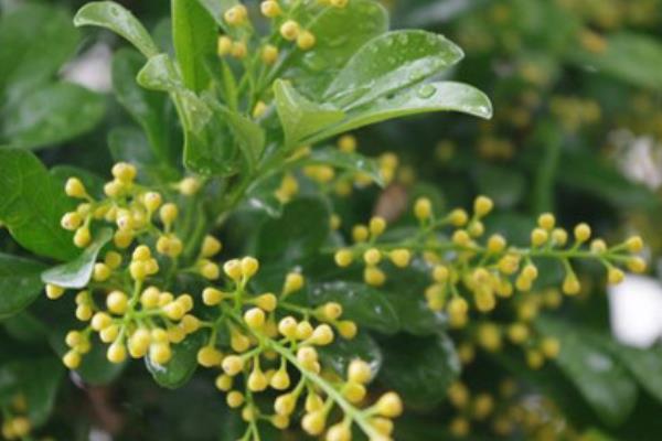 米蘭花怎么繁殖 米蘭花水培養(yǎng)殖方法