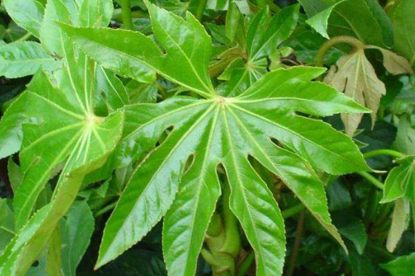 八角金盤種子市場價格多少錢一斤  八角金盤種子怎么種