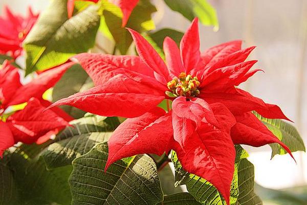 一品紅怎么養(yǎng) 一品紅養(yǎng)殖方法與注意事項(xiàng)