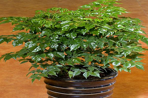 幸福樹怎么養 幸福樹養殖方法與注意事項