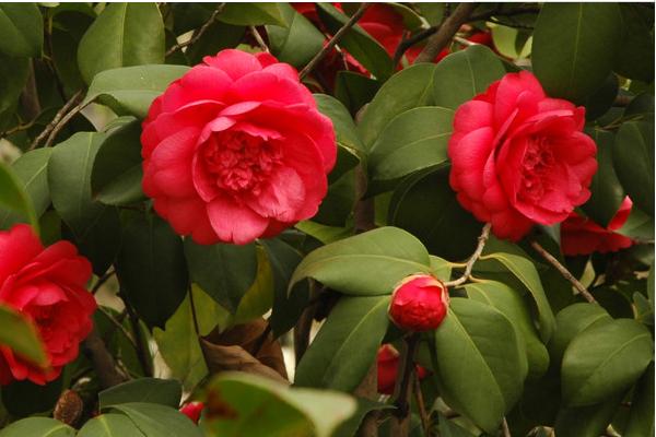 茶梅圖片大全 茶梅花語及寓意 茶梅有哪些品種