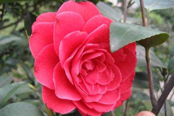 茶梅圖片大全 茶梅花語及寓意 茶梅有哪些品種