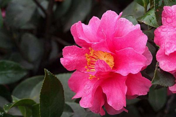 茶梅圖片大全 茶梅花語及寓意 茶梅有哪些品種