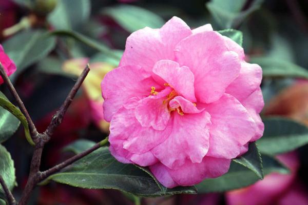 茶梅圖片大全 茶梅花語及寓意 茶梅有哪些品種