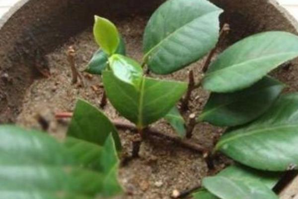 茶梅圖片大全 茶梅花語及寓意 茶梅有哪些品種