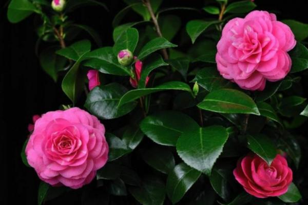 茶梅圖片大全 茶梅花語及寓意 茶梅有哪些品種