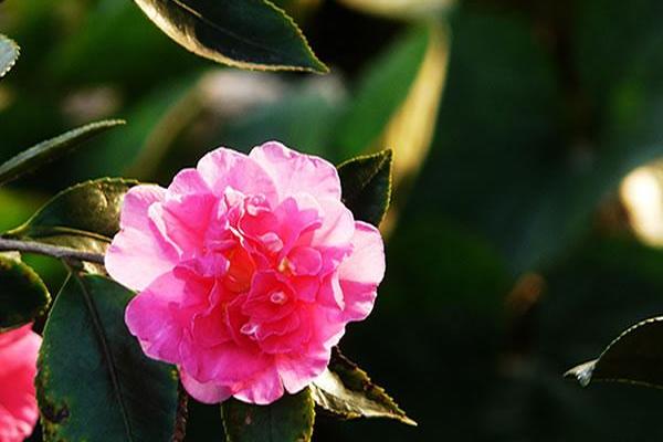 茶梅圖片大全 茶梅花語及寓意 茶梅有哪些品種