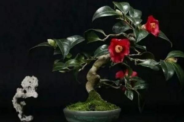 茶梅圖片大全 茶梅花語及寓意 茶梅有哪些品種