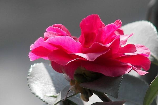 茶梅圖片大全 茶梅花語及寓意 茶梅有哪些品種