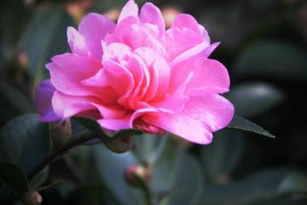 茶梅圖片大全 茶梅花語及寓意 茶梅有哪些品種