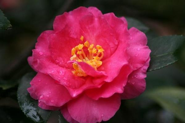 茶梅圖片大全 茶梅花語及寓意 茶梅有哪些品種