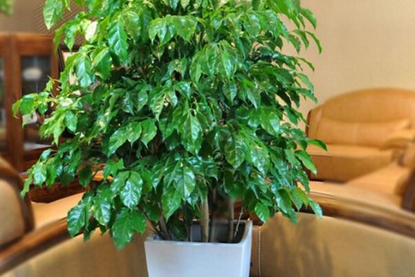 幸福樹怎么養 幸福樹養殖方法與注意事項