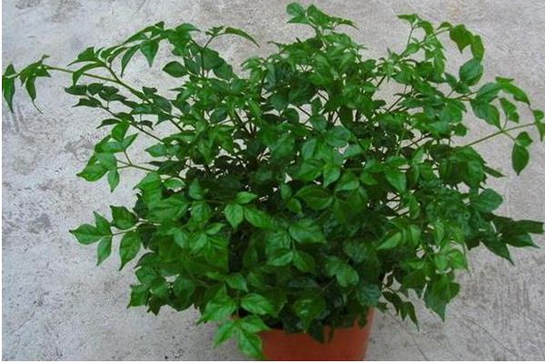 幸福樹怎么養 幸福樹養殖方法與注意事項