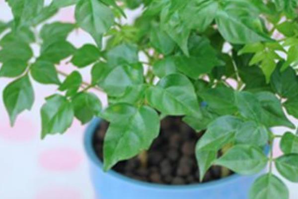 幸福樹怎么養 幸福樹養殖方法與注意事項