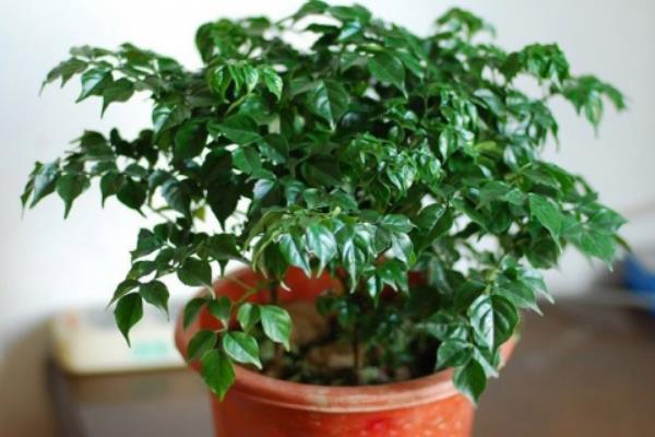 幸福樹怎么養 幸福樹養殖方法與注意事項