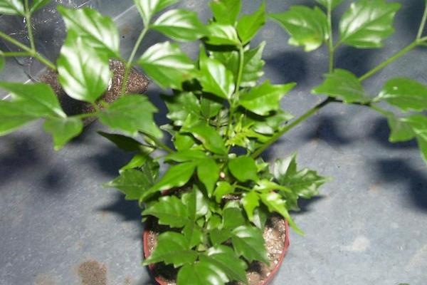 幸福樹怎么養 幸福樹養殖方法與注意事項