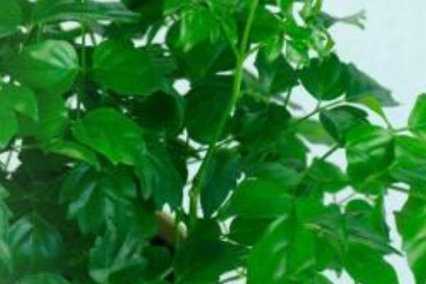 幸福樹怎么養 幸福樹養殖方法與注意事項