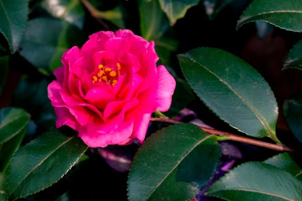 茶梅和山茶的區別是什么 茶梅盆景的修剪方法