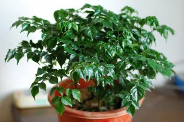 幸福樹葉子卷曲下垂怎么辦 幸福樹葉子發黃掉葉子的解決方法