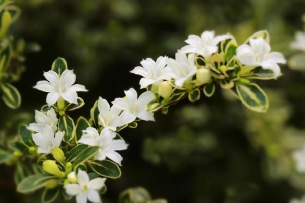 六月雪盆景制作方法 盆栽六月雪怎么澆水