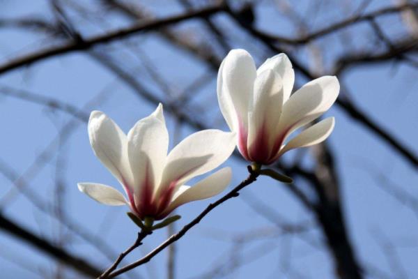 木蘭花怎么養(yǎng) 木蘭花養(yǎng)殖方法與注意事項(xiàng)