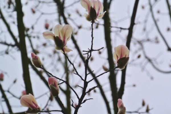 木蘭花怎么養(yǎng) 木蘭花養(yǎng)殖方法與注意事項(xiàng)