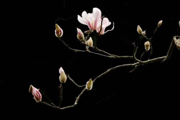 木蘭花怎么養(yǎng) 木蘭花養(yǎng)殖方法與注意事項(xiàng)