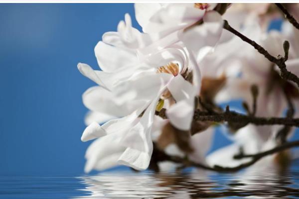 木蘭花怎么養(yǎng) 木蘭花養(yǎng)殖方法與注意事項(xiàng)