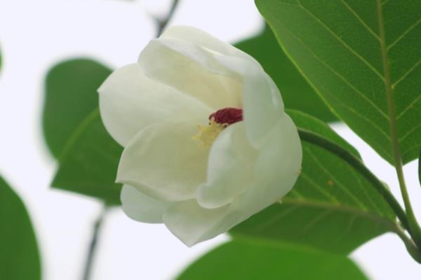 木蘭花怎么養(yǎng) 木蘭花養(yǎng)殖方法與注意事項(xiàng)