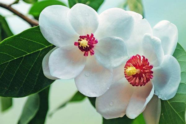 木蘭花怎么養(yǎng) 木蘭花養(yǎng)殖方法與注意事項(xiàng)