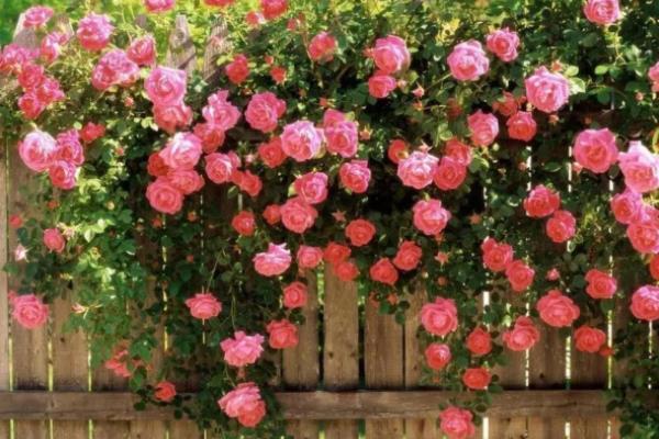 薔薇花什么時候開花（幾月） 薔薇花的開花條件是什么