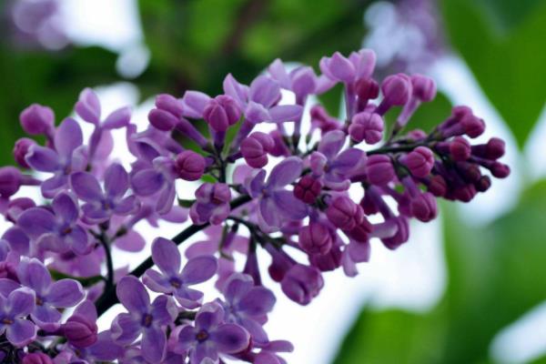 丁香花有毒嗎 丁香花能放在室內(nèi)臥室嗎