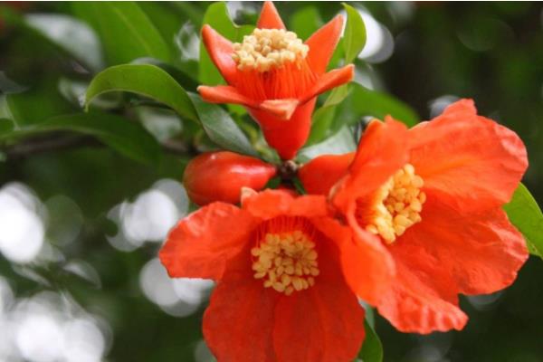 石榴花圖片大全 石榴花花語及寓意