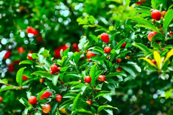 石榴花圖片大全 石榴花花語及寓意