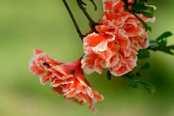 石榴花圖片大全 石榴花花語及寓意