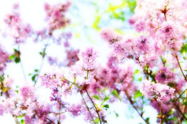 丁香花有毒嗎 丁香花能放在室內臥室嗎